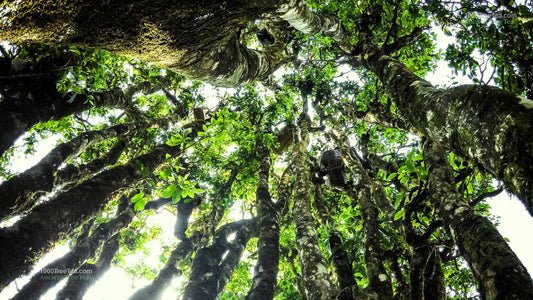 Looking up at ancient tea tree canopy with sunlight filtering through the leaves