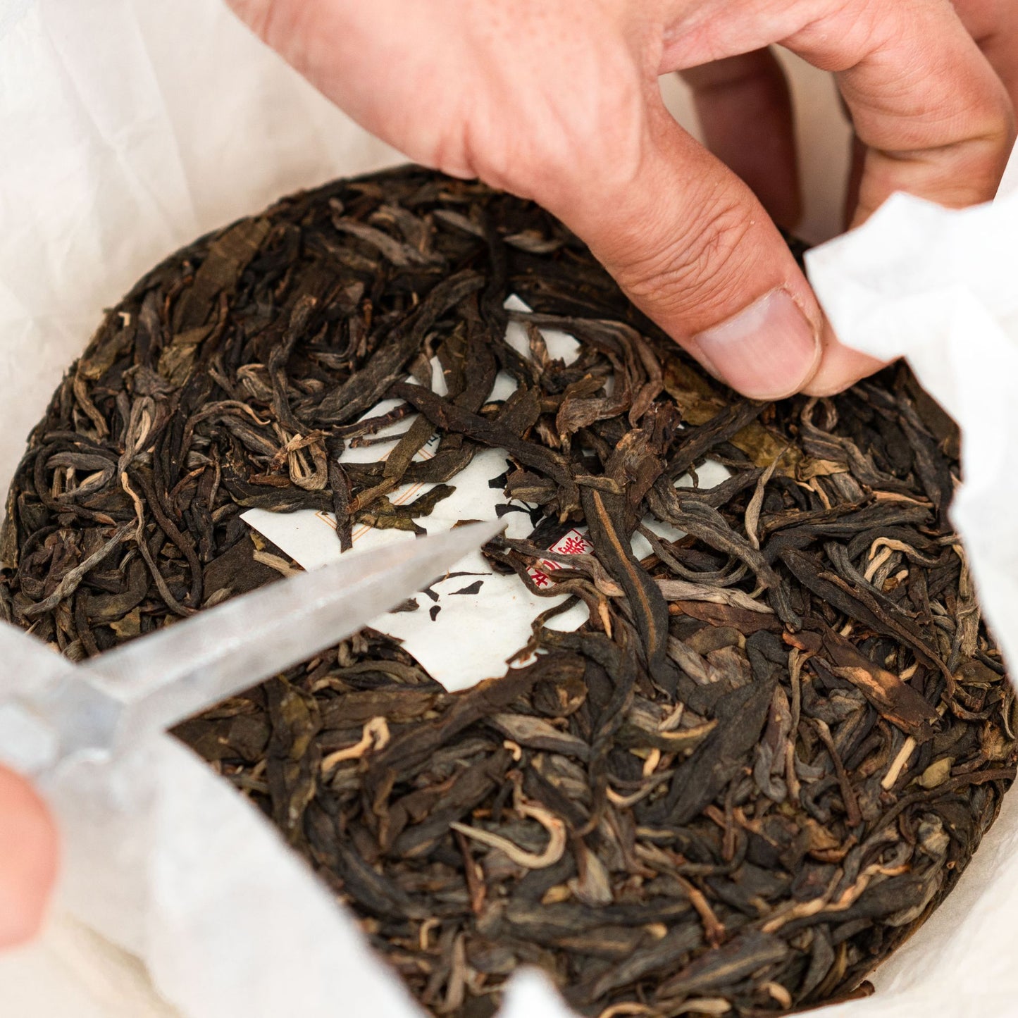 Hand peeling the Bingdao Lao Zhai raw Pu'er tea cake for detail inspection