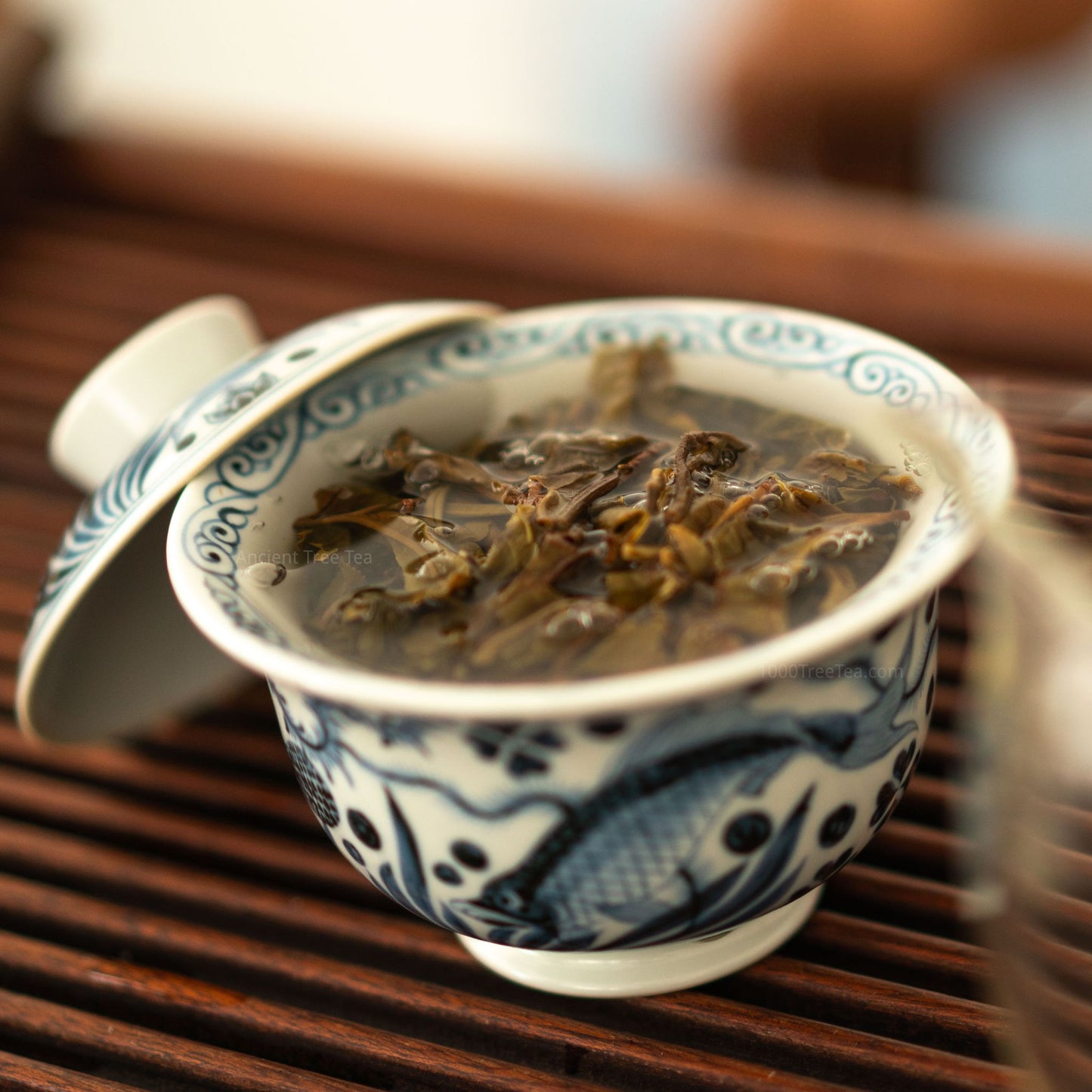 Brewing Bingdao raw Pu'er in a blue porcelain gaiwan