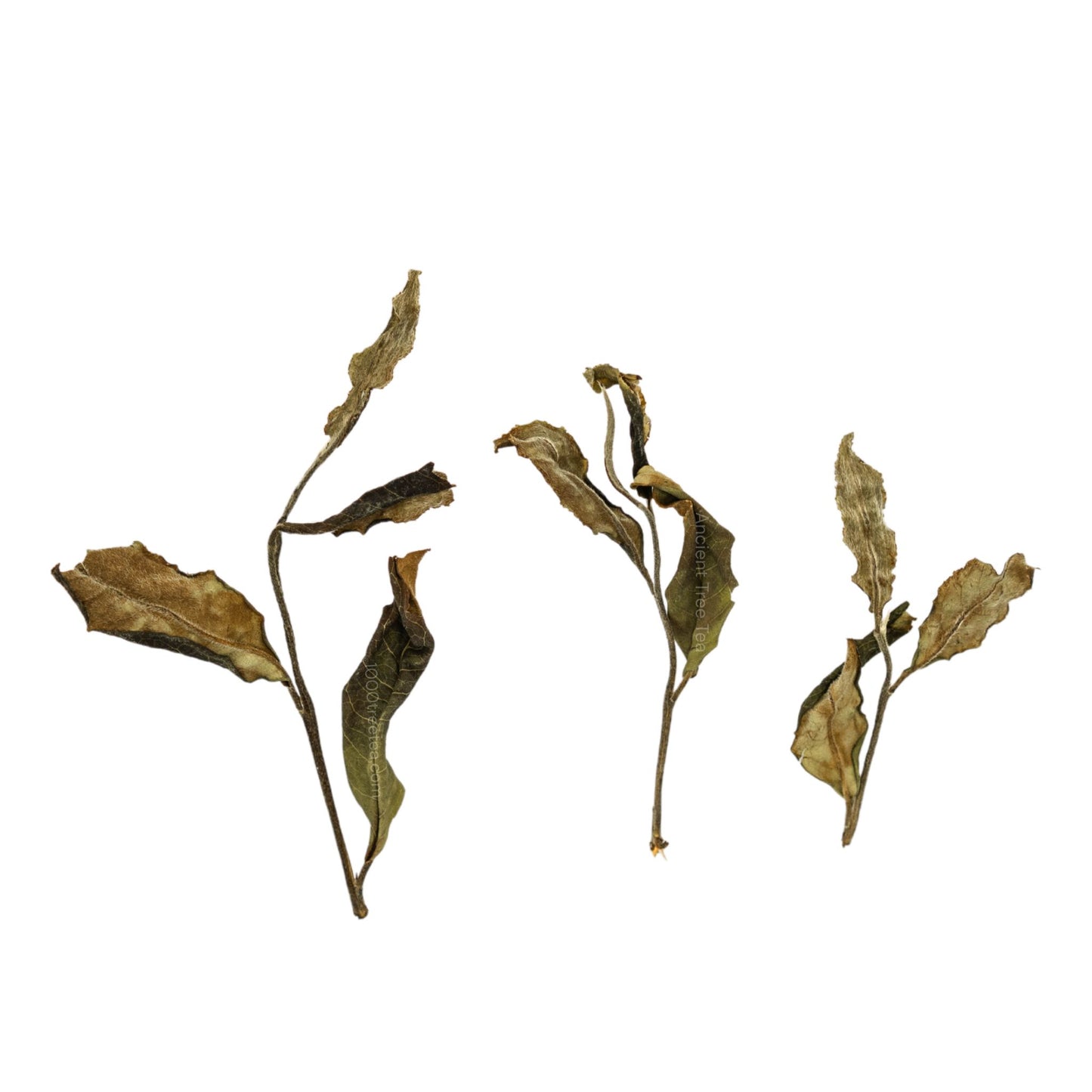 Ancient Tree White Tea: Loose Leaf